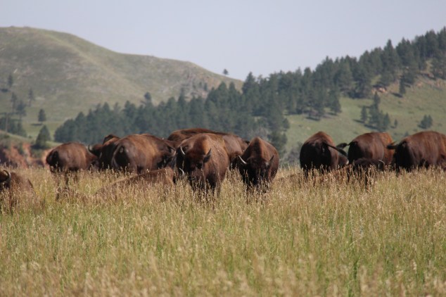 Where the Buffalo roam...