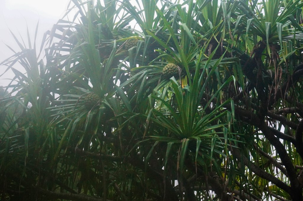 Autumn Aquarius Hanakapi'ai Falls Hike-18