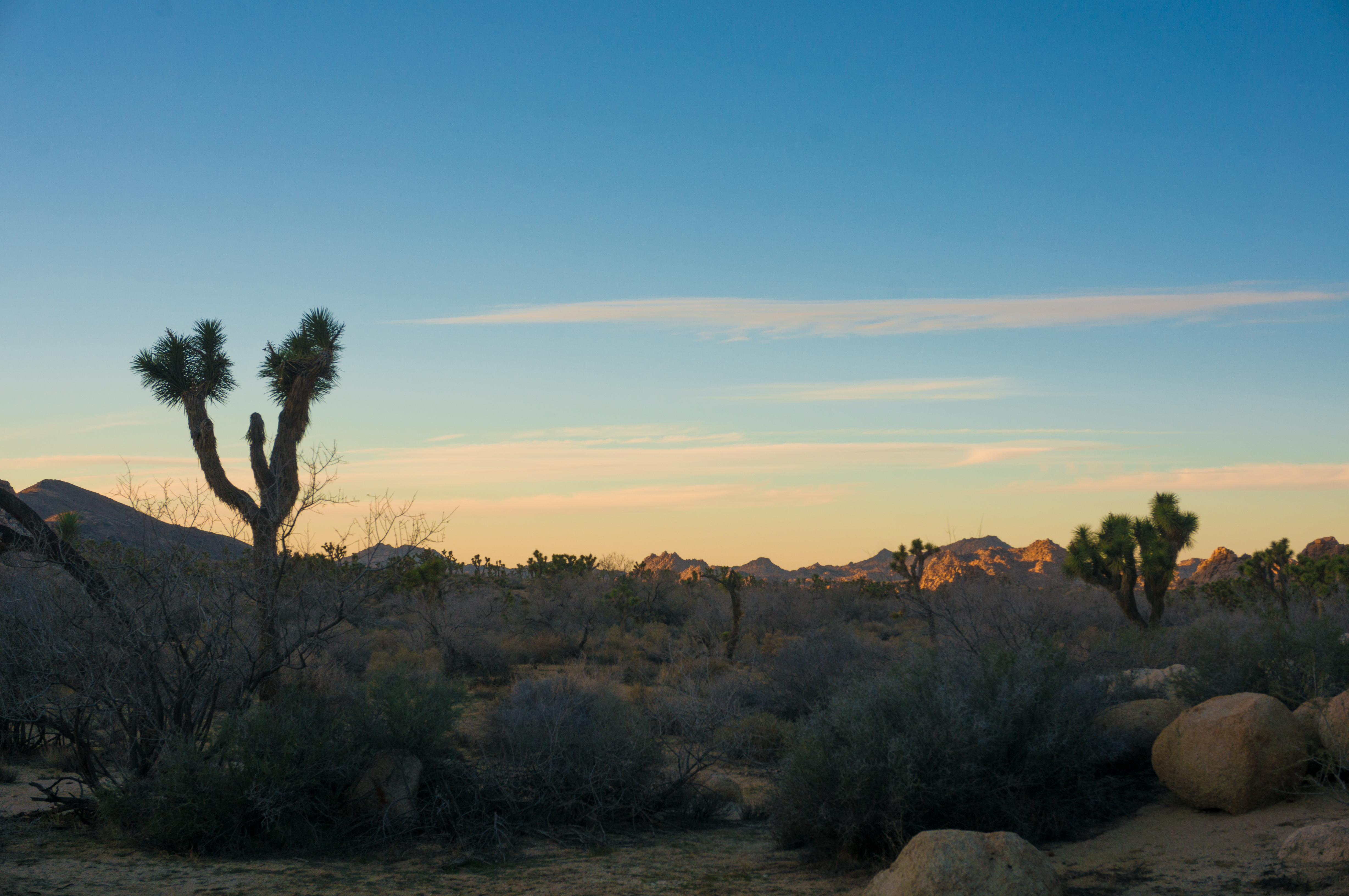 Autumn Aquarius Joshua Tree-50