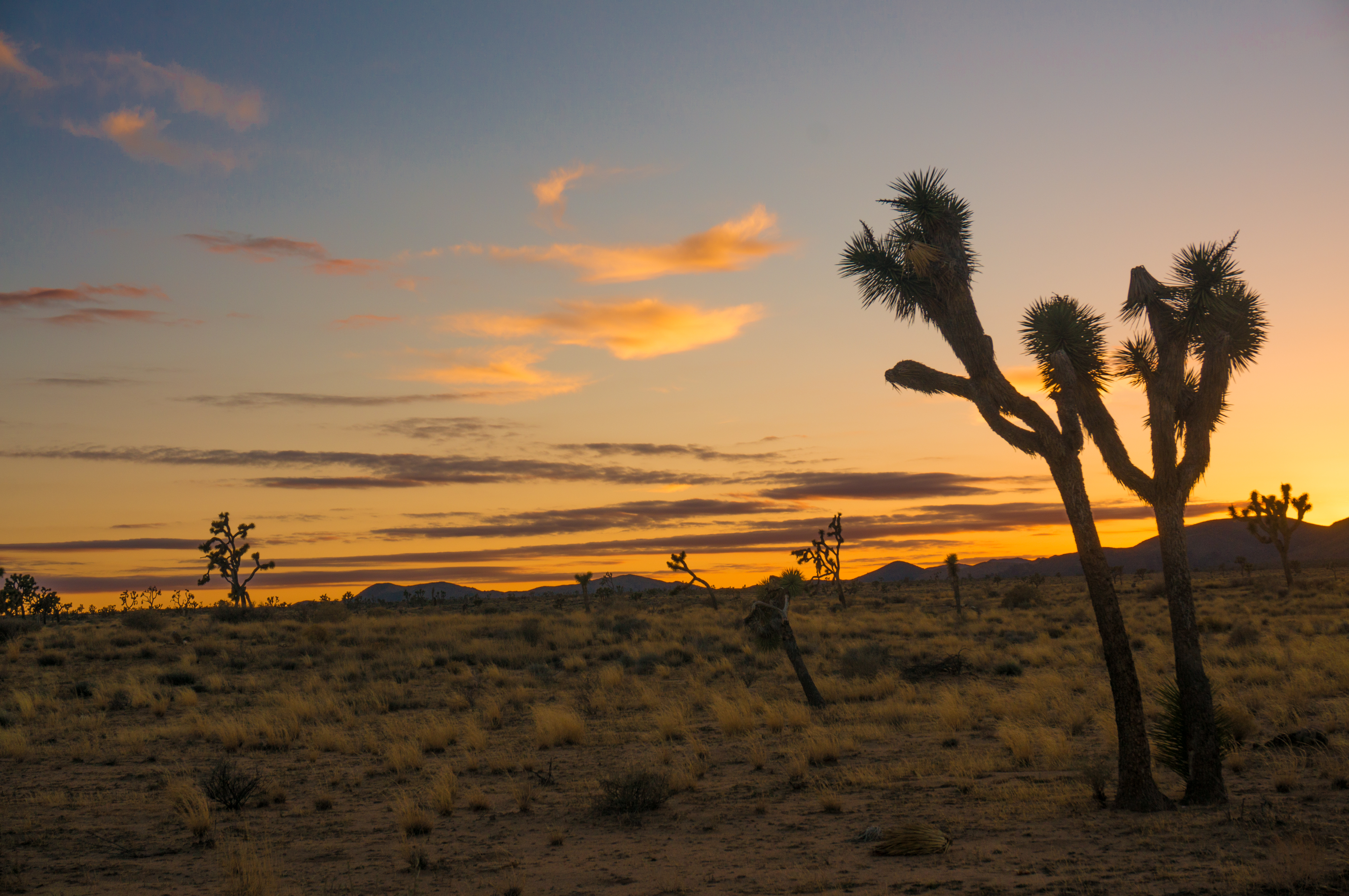 Autumn Aquarius Joshua Tree-65