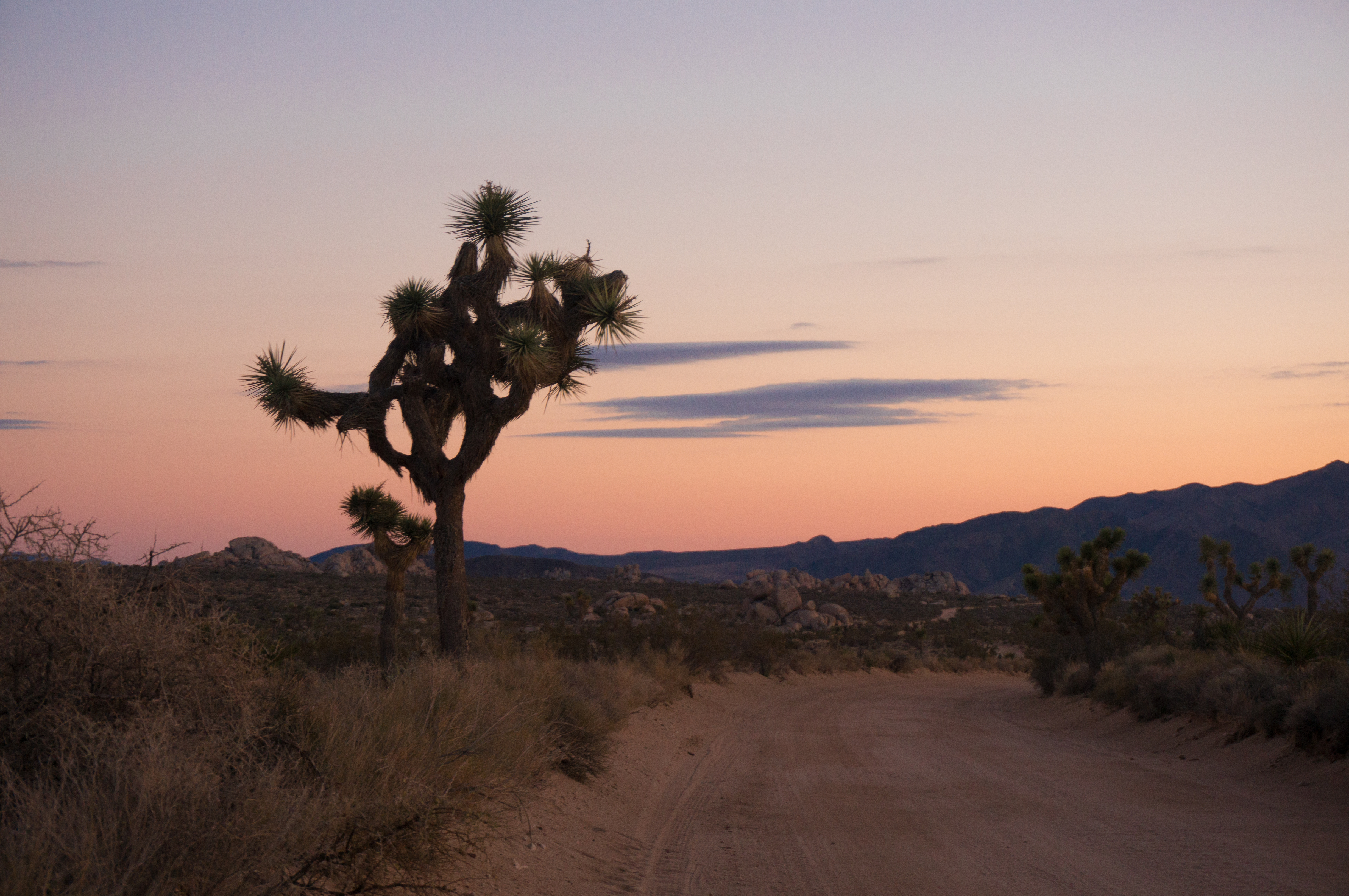 Autumn Aquarius Joshua Tree-70