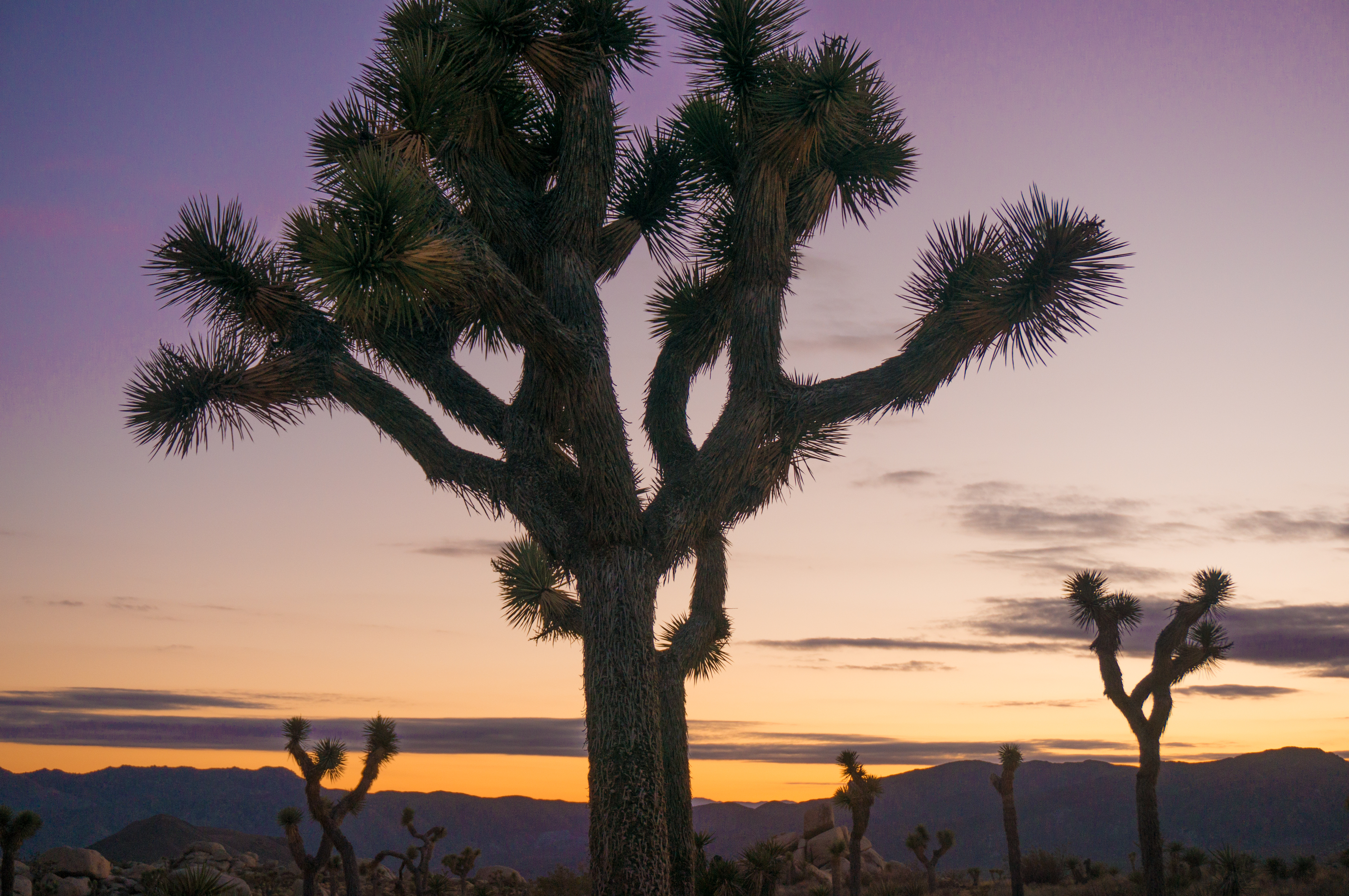 Autumn Aquarius Joshua Tree-74
