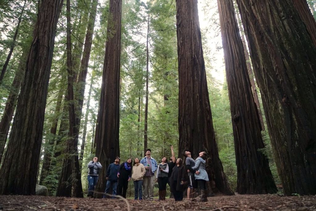 Journey Through the Redwood Forests