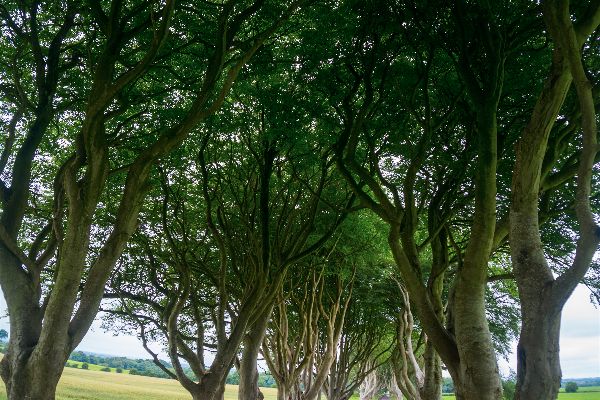 Autumn Aquarius Northern Ireland 7