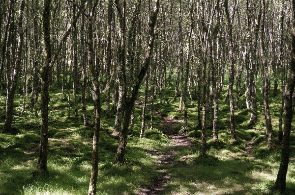 Autumn Aquarius Wicklow 12