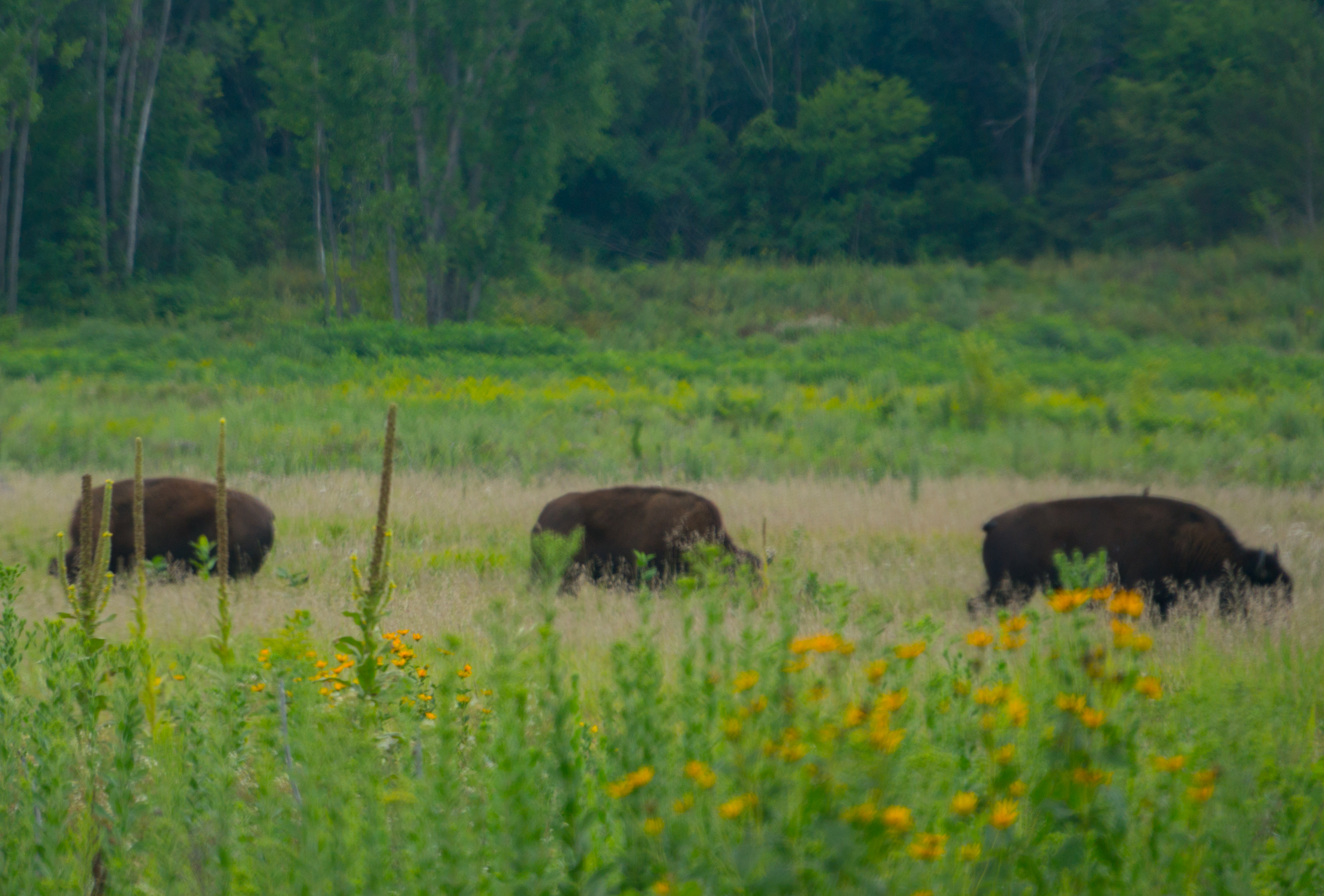 Mankato Family 2016 pics-49