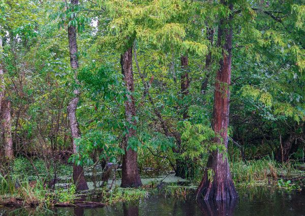 autumn-aquarius-bayou-3