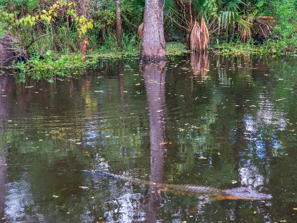 autumn-aquarius-bayou-8