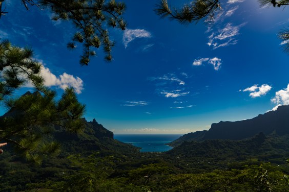 Tim Trevaskis Opunohu