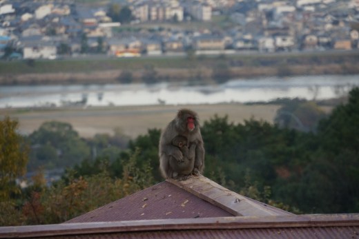 Autumn Aquarius arashiyama monkeys